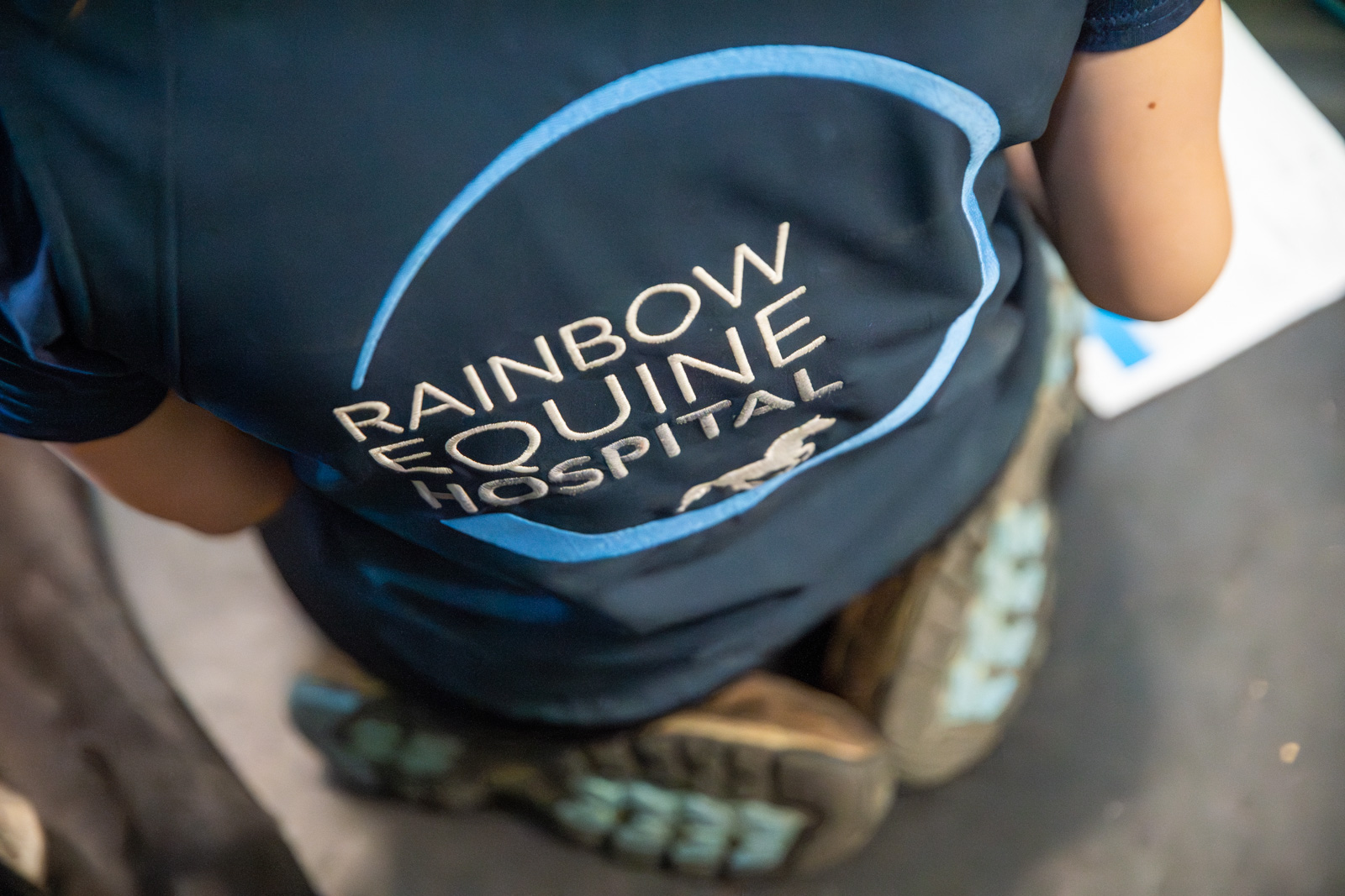 Rainbow Equine