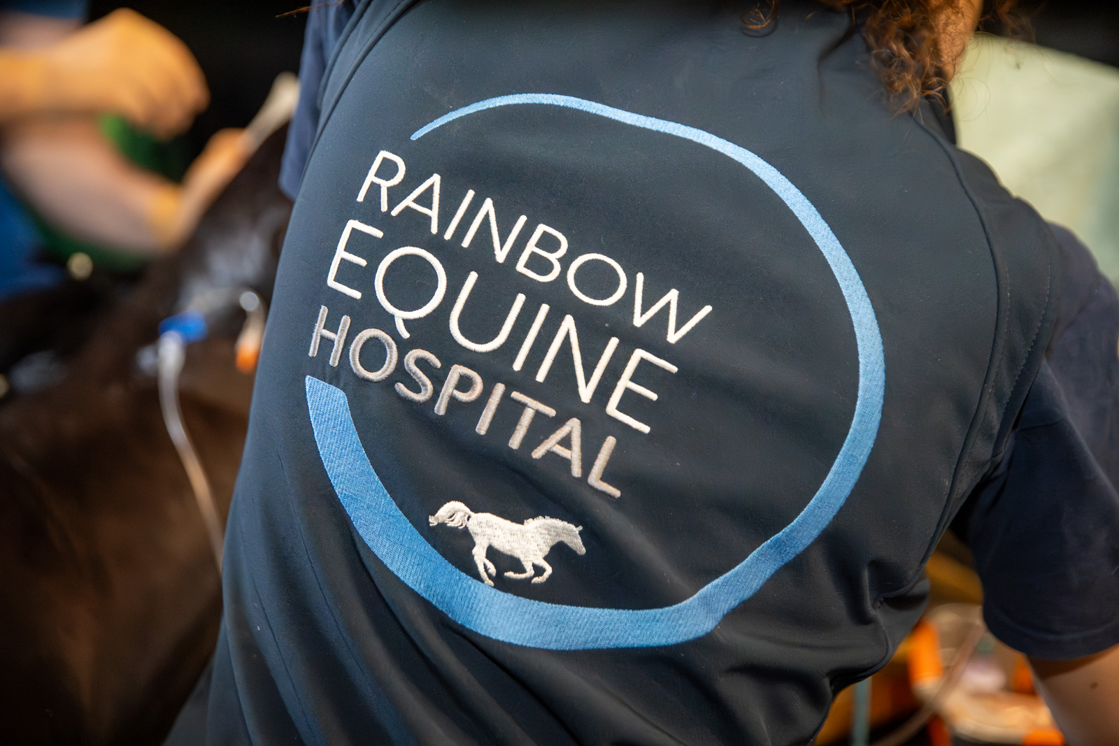 Rainbow Equine