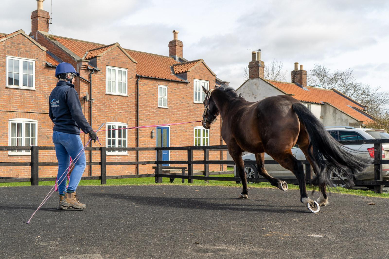 Rainbow Equine Hospital (Web)-100705