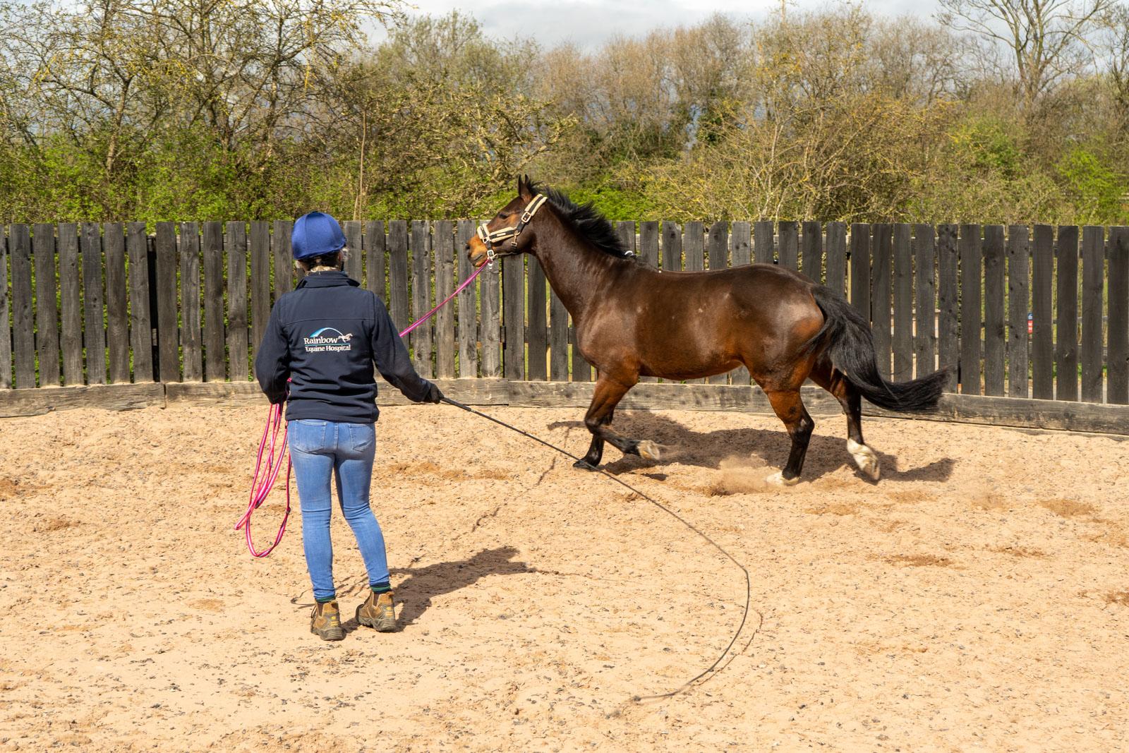 Rainbow Equine Hospital (Web)-100758